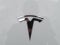 2022 Tesla Model 3 Long Range Dual Motor All-Wheel Drive